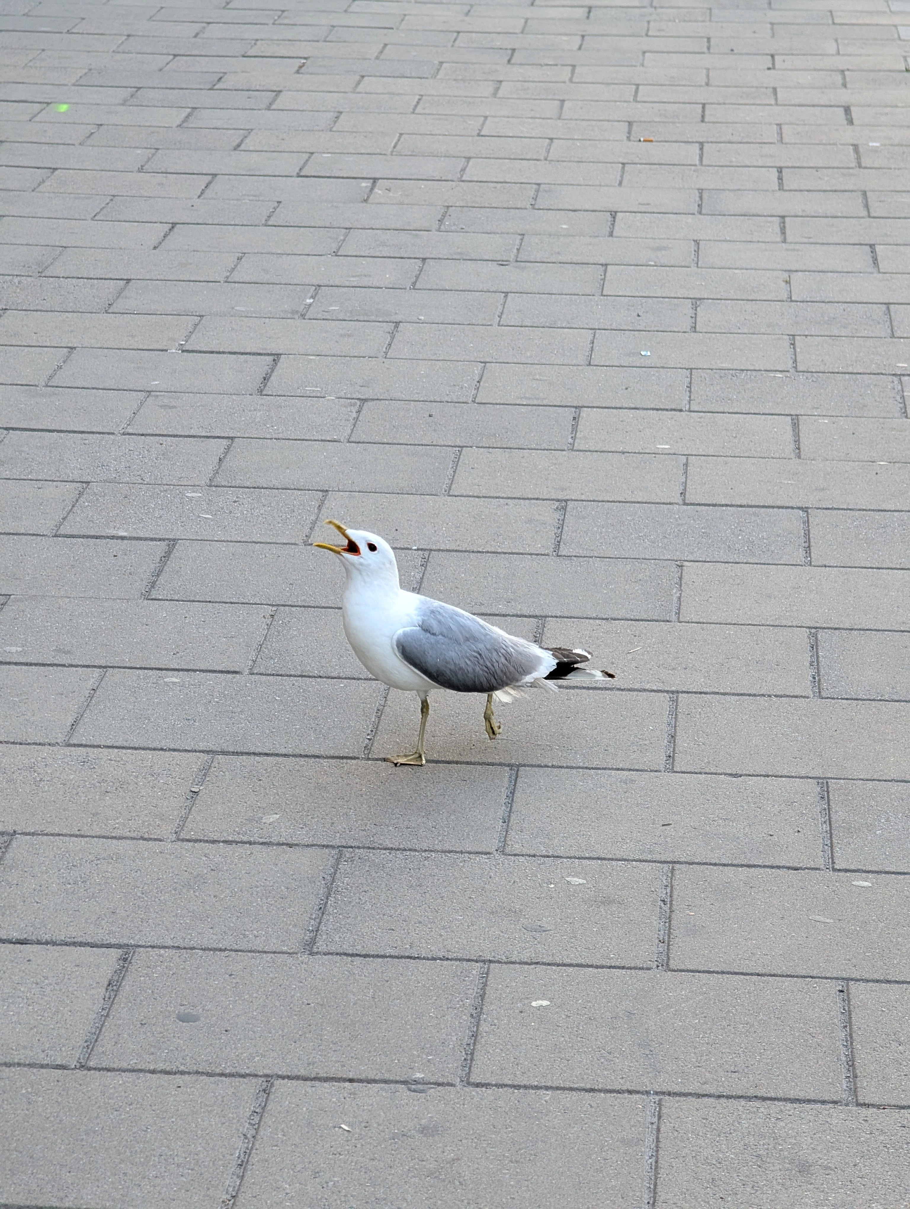 Eine Möwe
