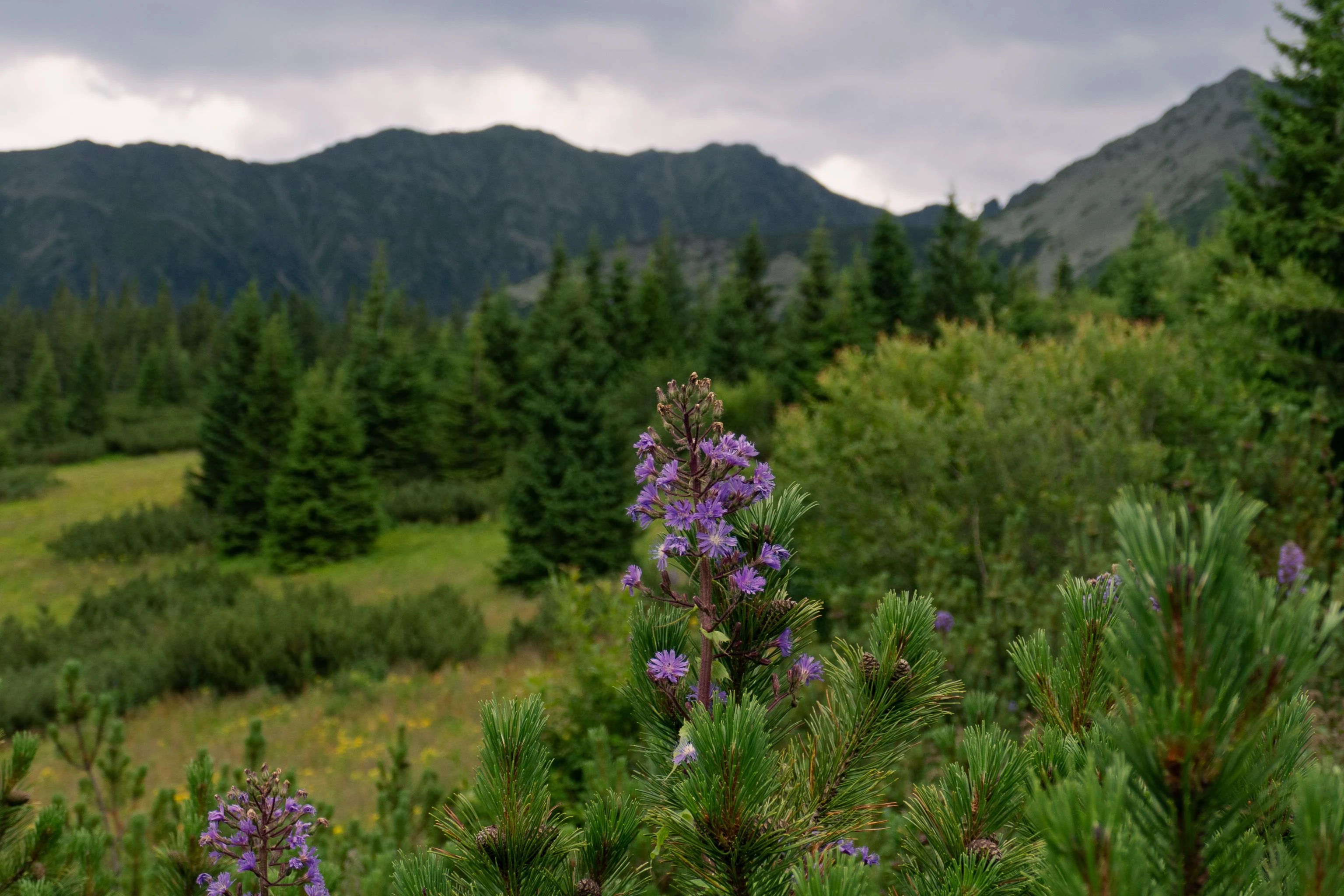 Thumbnail of post "ZAKOPANE trip report"